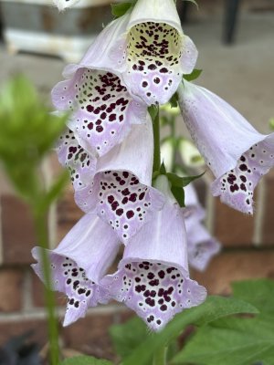 IMG_3367.jpeg