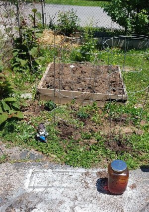 sun tea, tomatoes, planter, and kiwi.jpg