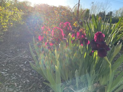 IMG_3935.jpeg