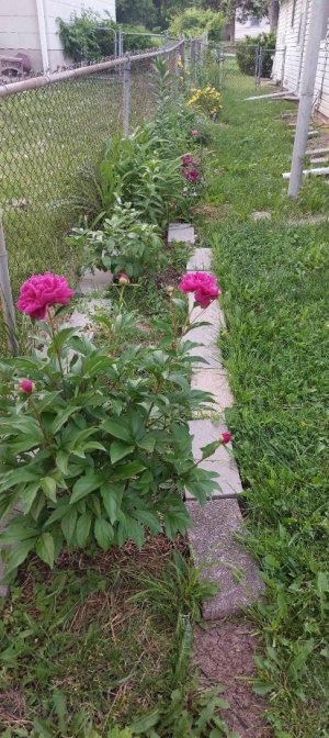 back of the garden.jpg