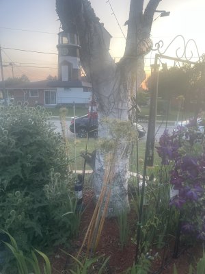 IMG_3989.jpeg