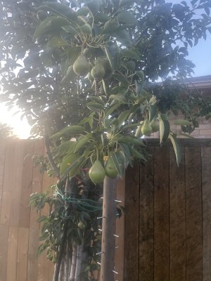 IMG_4011.jpeg
