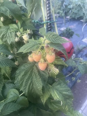 IMG_4038.jpeg