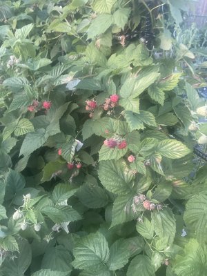 IMG_4039.jpeg