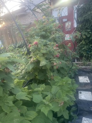 IMG_4040.jpeg