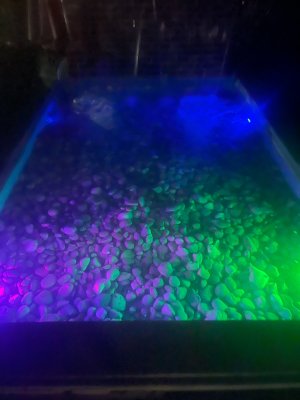 IMG_4529.jpeg