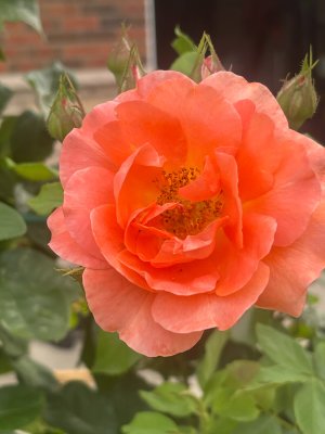 IMG_4382.jpeg