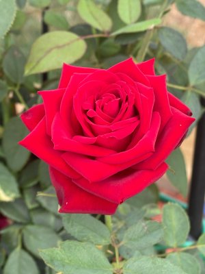 IMG_4384.jpeg