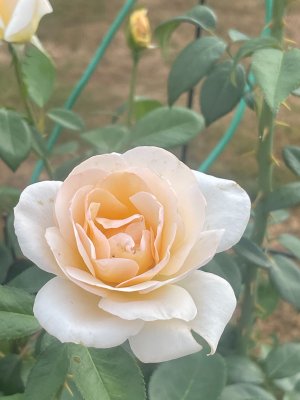 IMG_4385.jpeg
