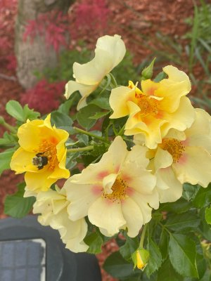 IMG_4387.jpeg