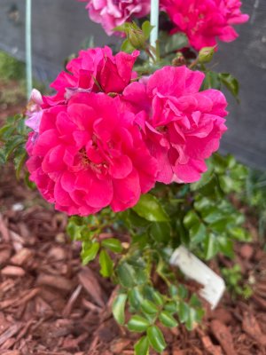 IMG_4452.jpeg