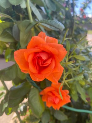 IMG_4446.jpeg