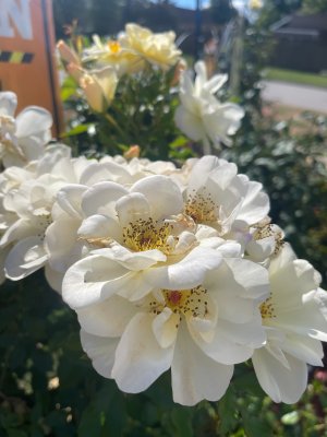 IMG_4448.jpeg