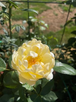 IMG_4450.jpeg