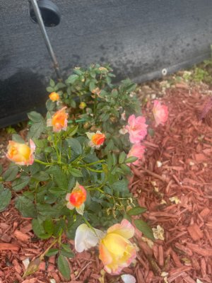 IMG_4477.jpeg