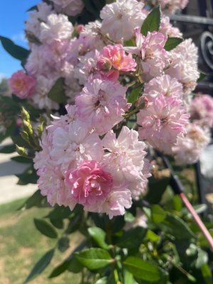 IMG_4454.jpeg