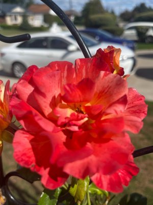 IMG_4455.jpeg