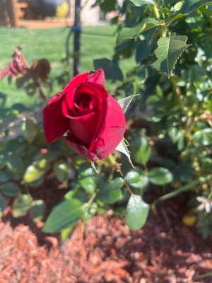IMG_4787.JPG