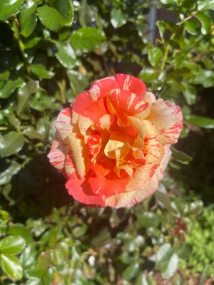 IMG_4791.JPG